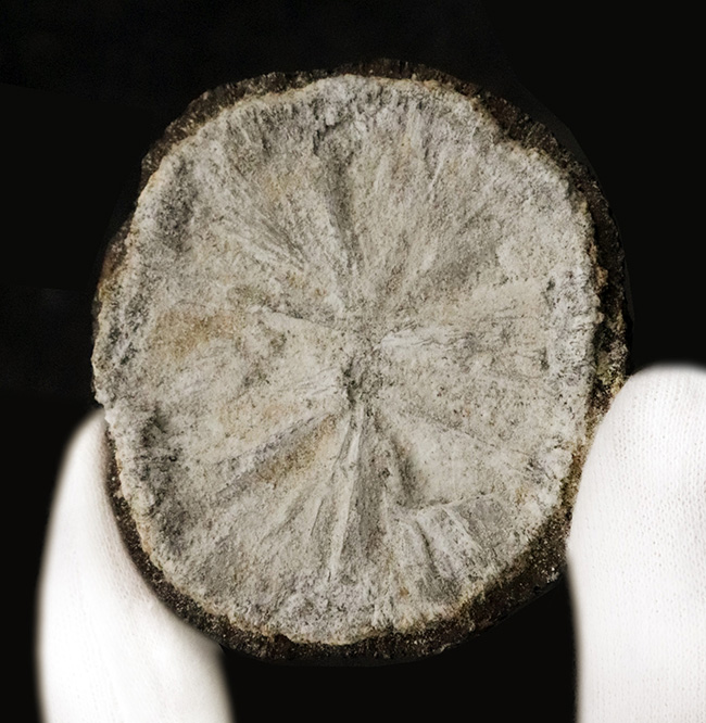 珍しいノジュール型の国産標本！長崎県西彼杵産、黄鉄鉱（Pyrite）（その3）