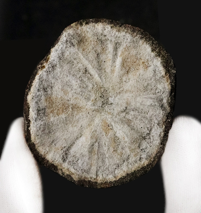 珍しいノジュール型の国産標本！長崎県西彼杵産、黄鉄鉱（Pyrite）（その4）