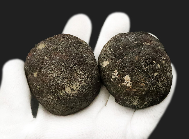 珍しいノジュール型の国産標本！長崎県西彼杵産、黄鉄鉱（Pyrite）（その5）