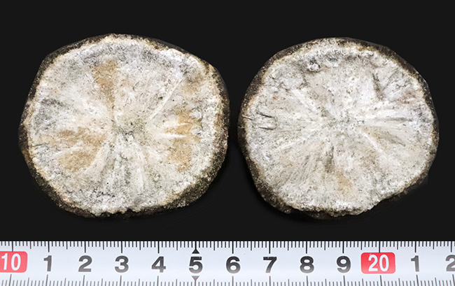 珍しいノジュール型の国産標本！長崎県西彼杵産、黄鉄鉱（Pyrite）（その6）