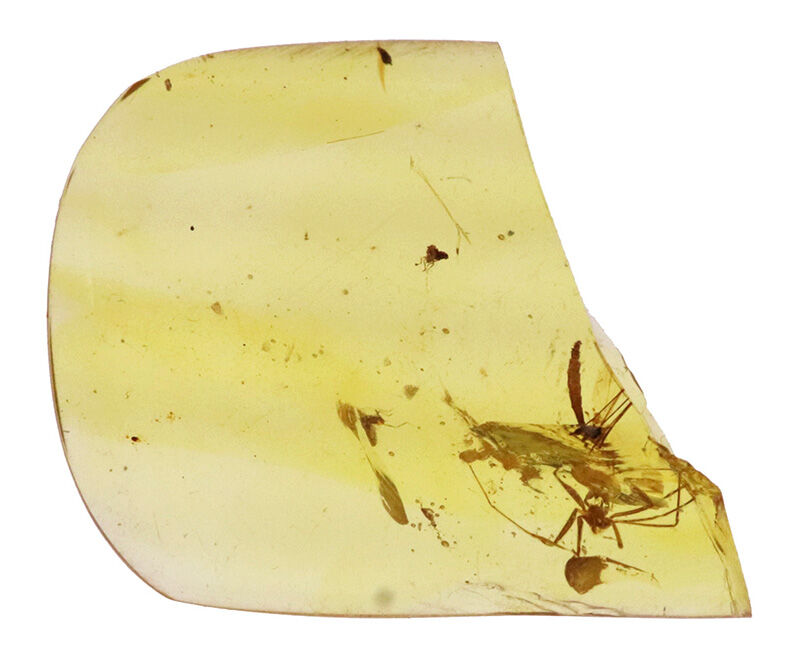 恐竜たちの頭上を舞っていた小さな生命の痕跡…約1億年前（白亜紀）の虫入り琥珀、バーマイト（Burmite）（その2）