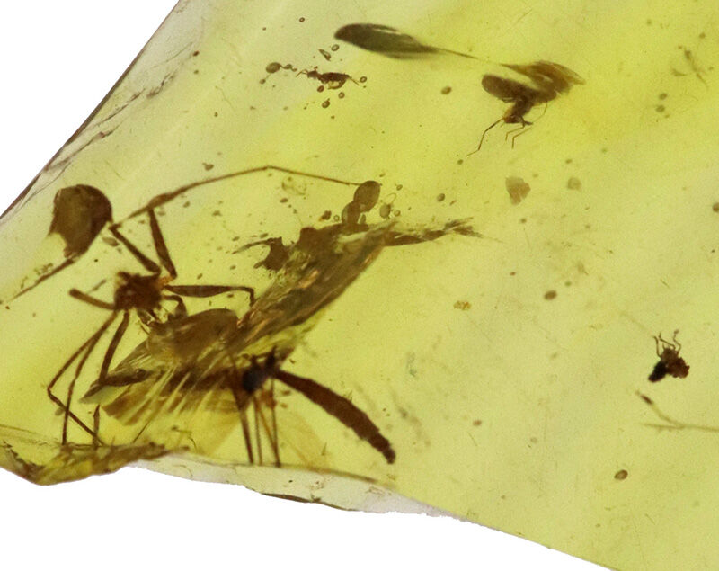 恐竜たちの頭上を舞っていた小さな生命の痕跡…約1億年前（白亜紀）の虫入り琥珀、バーマイト（Burmite）（その3）