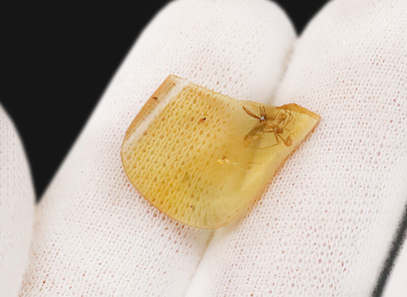 恐竜たちの頭上を舞っていた小さな生命の痕跡…約1億年前（白亜紀）の虫入り琥珀、バーマイト（Burmite）（その5）