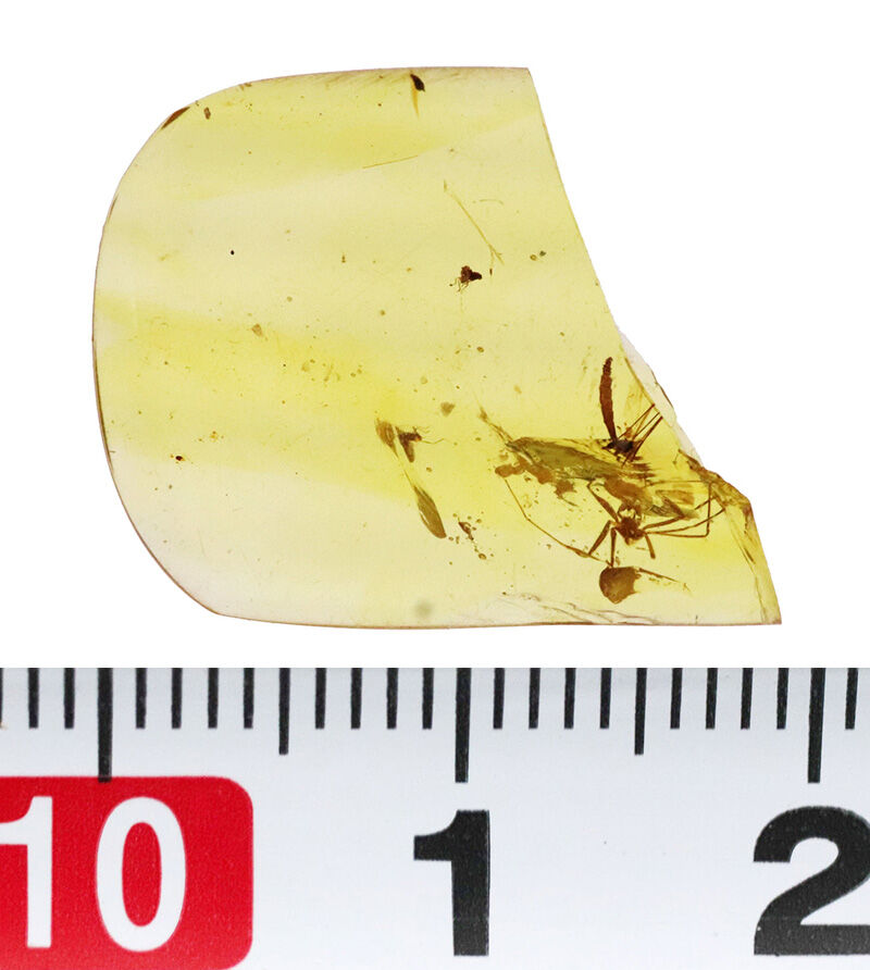 恐竜たちの頭上を舞っていた小さな生命の痕跡…約1億年前（白亜紀）の虫入り琥珀、バーマイト（Burmite）（その6）
