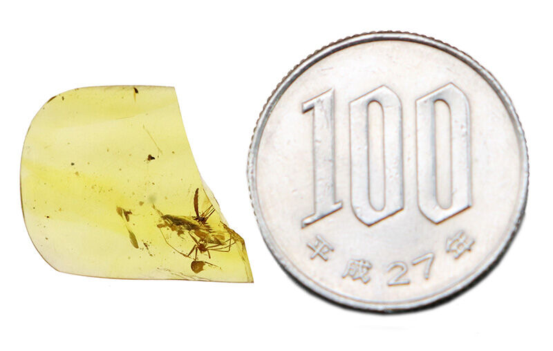 恐竜たちの頭上を舞っていた小さな生命の痕跡…約1億年前（白亜紀）の虫入り琥珀、バーマイト（Burmite）（その7）