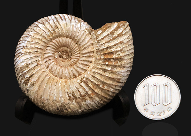 最外殻をしっかりと残し、保存状態に優れたジュラ紀のアンモナイト、ペリスフィンクテス（Perisphinctes）の化石（その10）