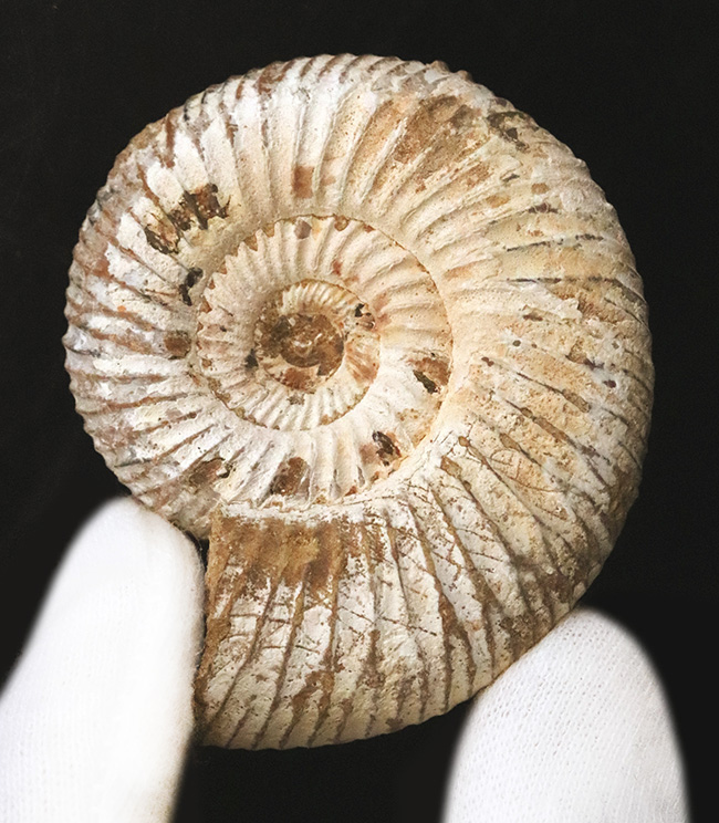 最外殻をしっかりと残し、保存状態に優れたジュラ紀のアンモナイト、ペリスフィンクテス（Perisphinctes）の化石（その2）
