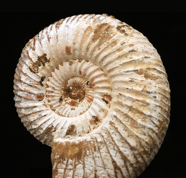 最外殻をしっかりと残し、保存状態に優れたジュラ紀のアンモナイト、ペリスフィンクテス（Perisphinctes）の化石（その3）