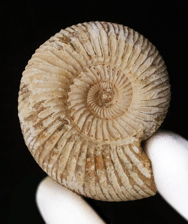 最外殻をしっかりと残し、保存状態に優れたジュラ紀のアンモナイト、ペリスフィンクテス（Perisphinctes）の化石（その4）