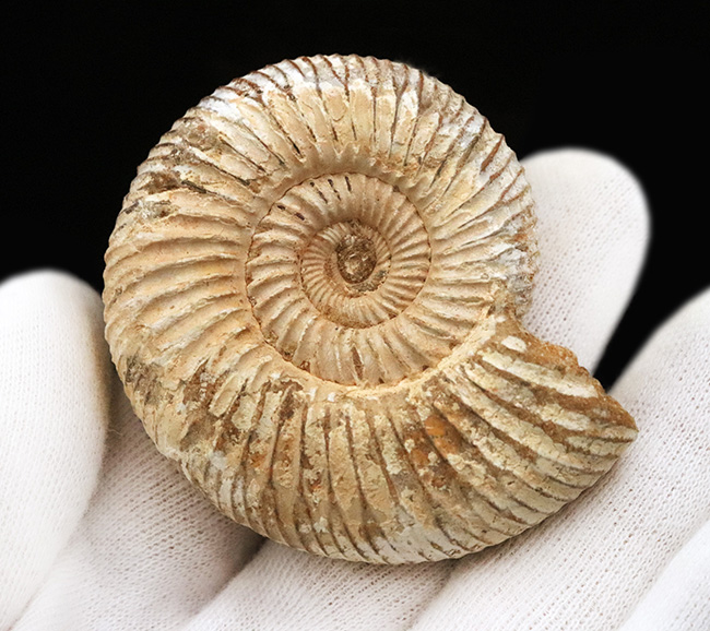 最外殻をしっかりと残し、保存状態に優れたジュラ紀のアンモナイト、ペリスフィンクテス（Perisphinctes）の化石（その5）