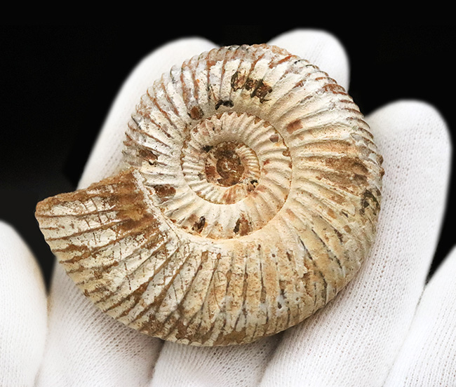 最外殻をしっかりと残し、保存状態に優れたジュラ紀のアンモナイト、ペリスフィンクテス（Perisphinctes）の化石（その6）