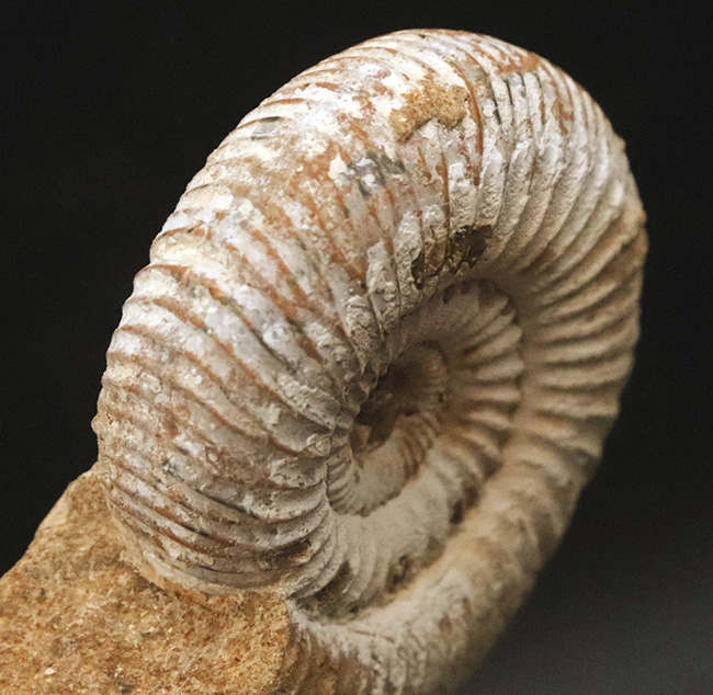 最外殻をしっかりと残し、保存状態に優れたジュラ紀のアンモナイト、ペリスフィンクテス（Perisphinctes）の化石（その7）