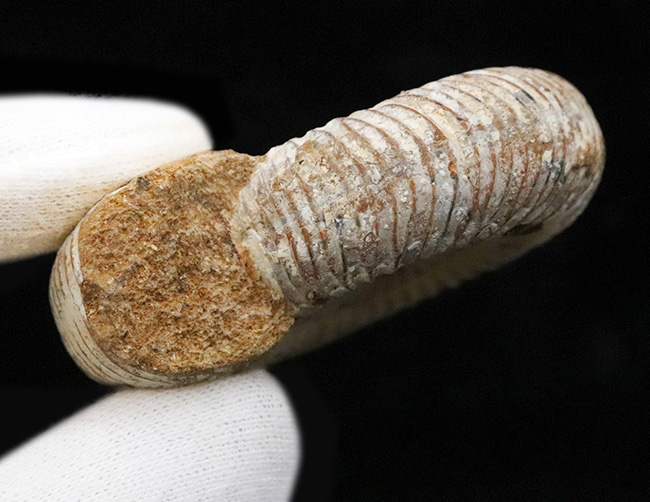 最外殻をしっかりと残し、保存状態に優れたジュラ紀のアンモナイト、ペリスフィンクテス（Perisphinctes）の化石（その8）