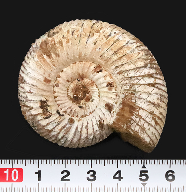 最外殻をしっかりと残し、保存状態に優れたジュラ紀のアンモナイト、ペリスフィンクテス（Perisphinctes）の化石（その9）