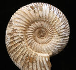 最外殻をしっかりと残し、保存状態に優れたジュラ紀のアンモナイト、ペリスフィンクテス（Perisphinctes）の化石
