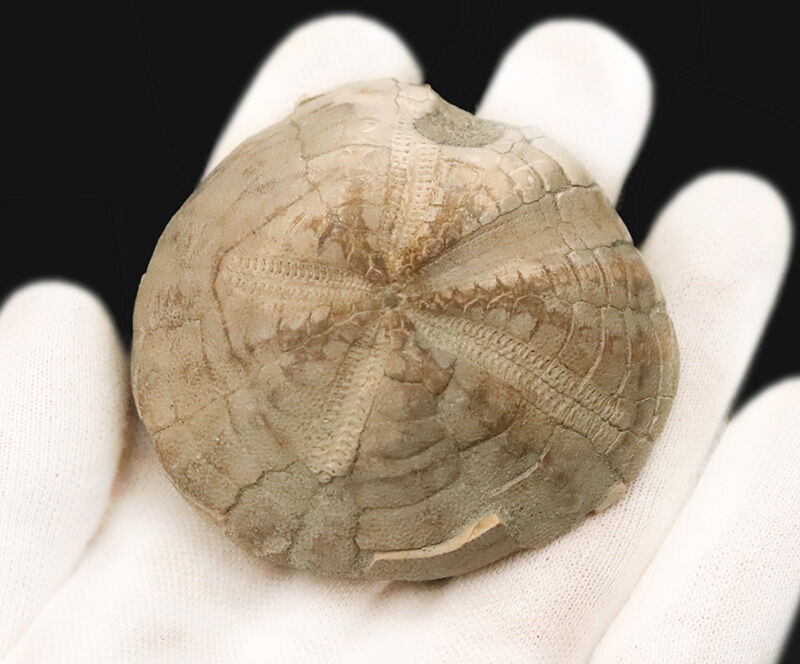 潰れの少ない厚み2.2cm！ 花弁状歩帯が鮮明に残る北海道産ムカシブンブク（Linthia nipponica／旧学名 Linthia tokunagai）（その4）