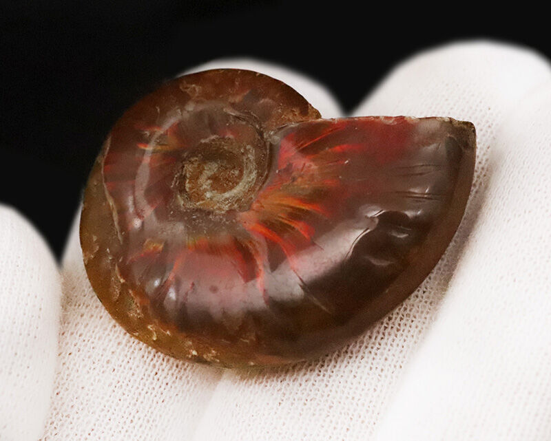 縫合線模様と鮮やかな遊色が同時に楽しめる、マダガスカル産クレオニセラス（Cleoniceras）アンモナイト（その5）