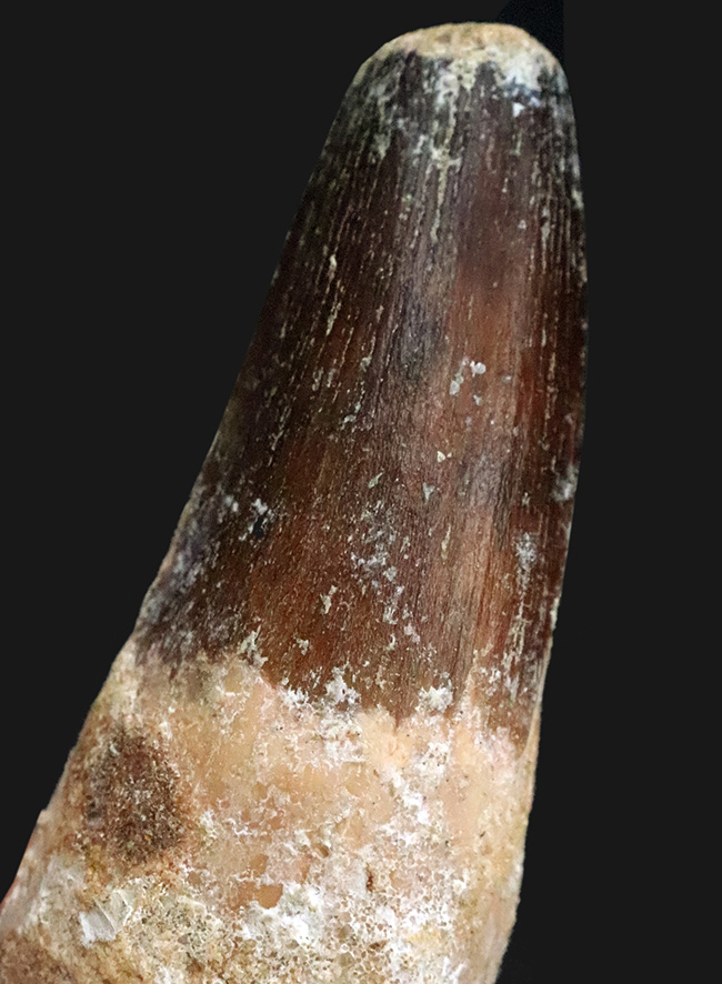 スーパーヘビー級！砲弾のような風貌を持つ、他を圧倒するサイズを備えた、スピノサウルス（Spinosaurus）の歯化石（その1）