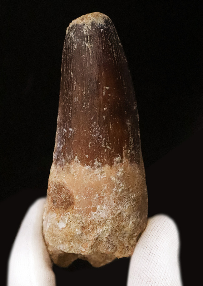 スーパーヘビー級！砲弾のような風貌を持つ、他を圧倒するサイズを備えた、スピノサウルス（Spinosaurus）の歯化石（その2）