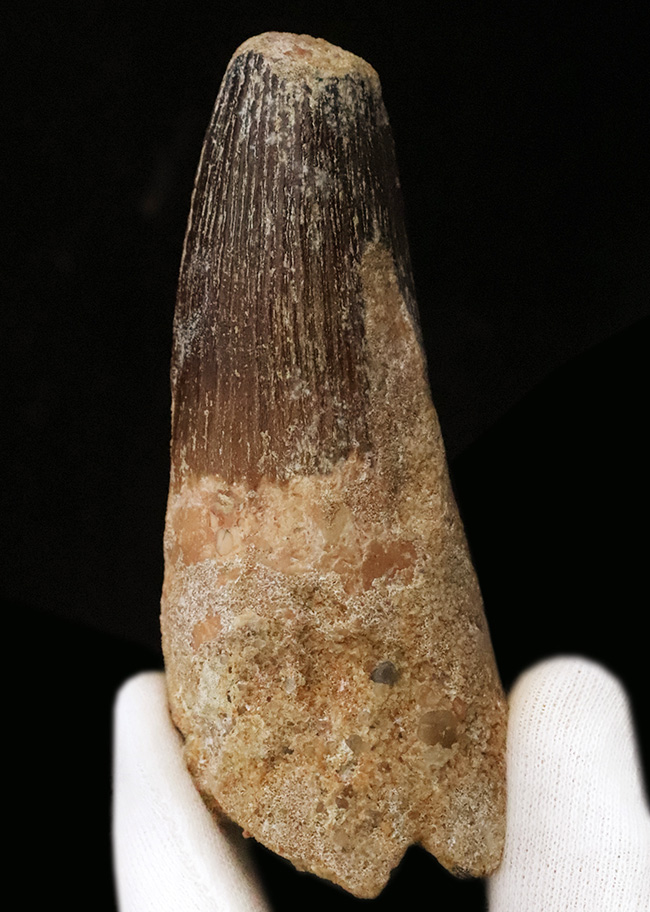 スーパーヘビー級！砲弾のような風貌を持つ、他を圧倒するサイズを備えた、スピノサウルス（Spinosaurus）の歯化石（その3）