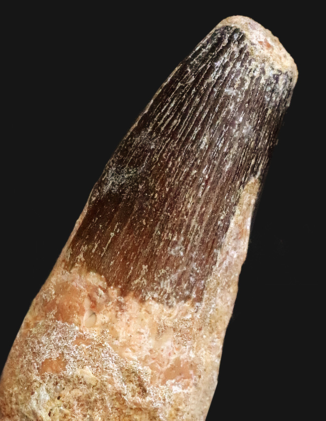 スーパーヘビー級！砲弾のような風貌を持つ、他を圧倒するサイズを備えた、スピノサウルス（Spinosaurus）の歯化石（その4）