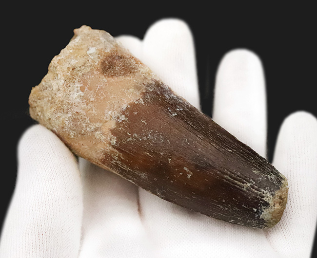 スーパーヘビー級！砲弾のような風貌を持つ、他を圧倒するサイズを備えた、スピノサウルス（Spinosaurus）の歯化石（その5）