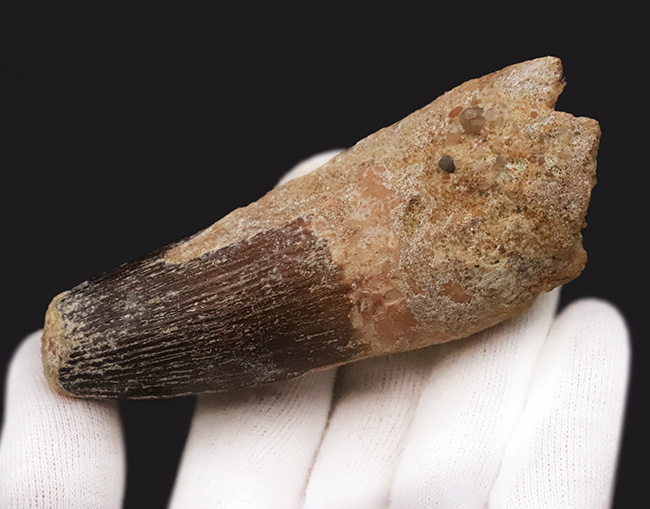 スーパーヘビー級！砲弾のような風貌を持つ、他を圧倒するサイズを備えた、スピノサウルス（Spinosaurus）の歯化石（その6）