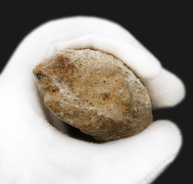 スーパーヘビー級！砲弾のような風貌を持つ、他を圧倒するサイズを備えた、スピノサウルス（Spinosaurus）の歯化石（その7）