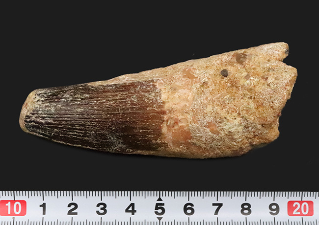スーパーヘビー級！砲弾のような風貌を持つ、他を圧倒するサイズを備えた、スピノサウルス（Spinosaurus）の歯化石（その8）