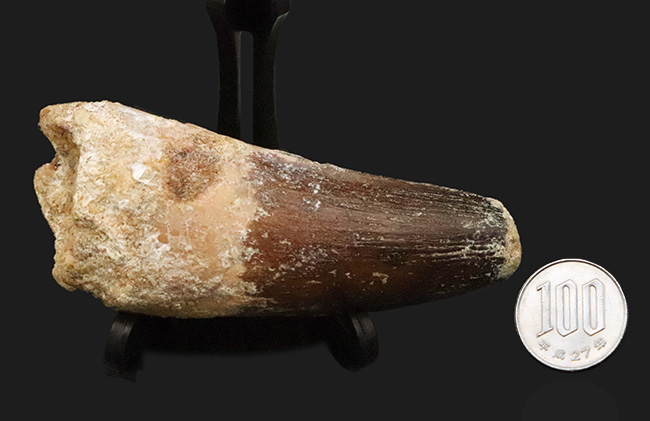 スーパーヘビー級！砲弾のような風貌を持つ、他を圧倒するサイズを備えた、スピノサウルス（Spinosaurus）の歯化石（その9）