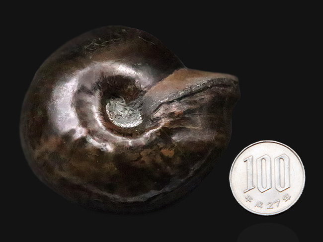 稀少！直径6.3cm×厚み4.6cmの驚異のプロポーション！玄人コレクターに捧げる稀少属、ヴァランギニテス・ヌクレウス（Valanginites nucleus）（その10）