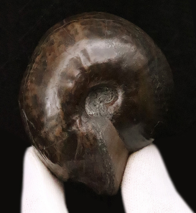 稀少！直径6.3cm×厚み4.6cmの驚異のプロポーション！玄人コレクターに捧げる稀少属、ヴァランギニテス・ヌクレウス（Valanginites nucleus）（その2）