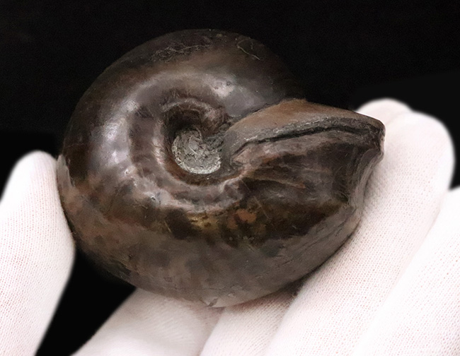 稀少！直径6.3cm×厚み4.6cmの驚異のプロポーション！玄人コレクターに捧げる稀少属、ヴァランギニテス・ヌクレウス（Valanginites nucleus）（その4）