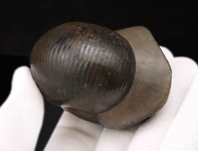 稀少！直径6.3cm×厚み4.6cmの驚異のプロポーション！玄人コレクターに捧げる稀少属、ヴァランギニテス・ヌクレウス（Valanginites nucleus）（その6）