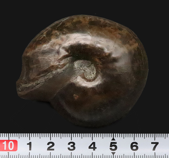 稀少！直径6.3cm×厚み4.6cmの驚異のプロポーション！玄人コレクターに捧げる稀少属、ヴァランギニテス・ヌクレウス（Valanginites nucleus）（その9）