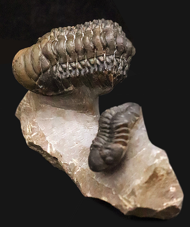 コレクション価値の高いダブル！超特大クロタロセファルス・ギブス（Crotalocephalus gibbus）とファコプス類（Phacopida）の立体的標本（その1）