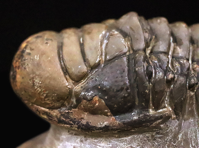 コレクション価値の高いダブル！超特大クロタロセファルス・ギブス（Crotalocephalus gibbus）とファコプス類（Phacopida）の立体的標本（その10）