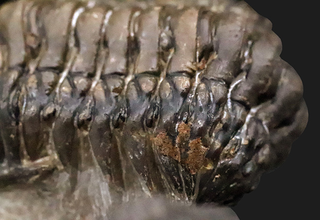 コレクション価値の高いダブル！超特大クロタロセファルス・ギブス（Crotalocephalus gibbus）とファコプス類（Phacopida）の立体的標本（その11）