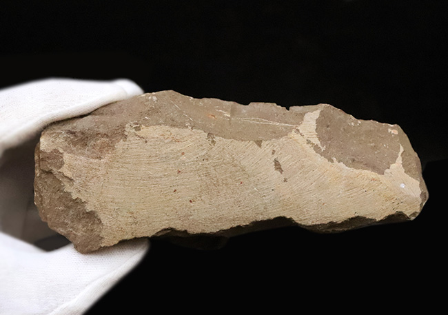 コレクション価値の高いダブル！超特大クロタロセファルス・ギブス（Crotalocephalus gibbus）とファコプス類（Phacopida）の立体的標本（その12）