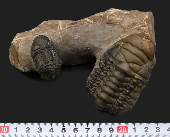 コレクション価値の高いダブル！超特大クロタロセファルス・ギブス（Crotalocephalus gibbus）とファコプス類（Phacopida）の立体的標本（その13）