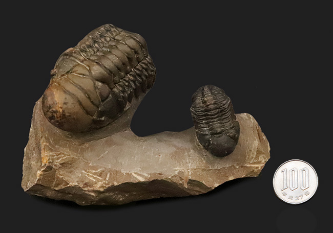 コレクション価値の高いダブル！超特大クロタロセファルス・ギブス（Crotalocephalus gibbus）とファコプス類（Phacopida）の立体的標本（その14）