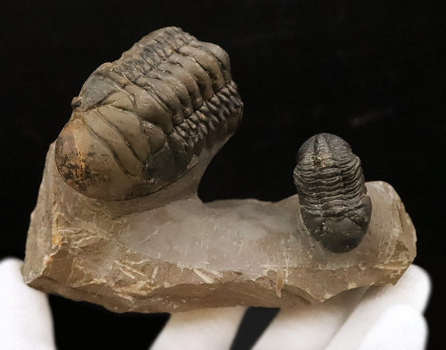 コレクション価値の高いダブル！超特大クロタロセファルス・ギブス（Crotalocephalus gibbus）とファコプス類（Phacopida）の立体的標本（その2）