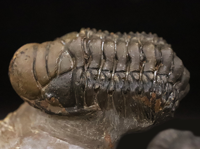 コレクション価値の高いダブル！超特大クロタロセファルス・ギブス（Crotalocephalus gibbus）とファコプス類（Phacopida）の立体的標本（その3）