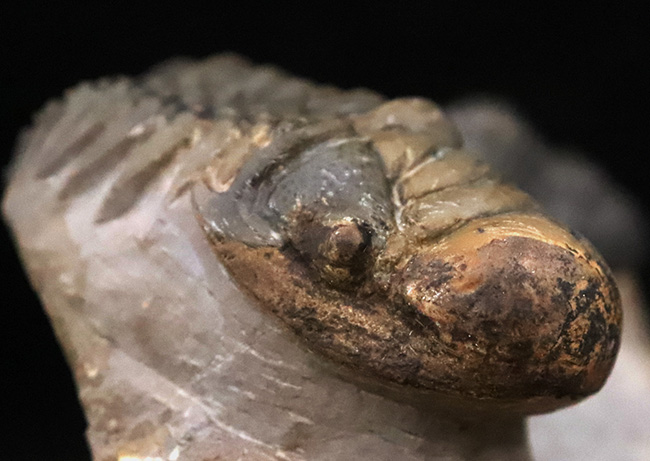 コレクション価値の高いダブル！超特大クロタロセファルス・ギブス（Crotalocephalus gibbus）とファコプス類（Phacopida）の立体的標本（その4）