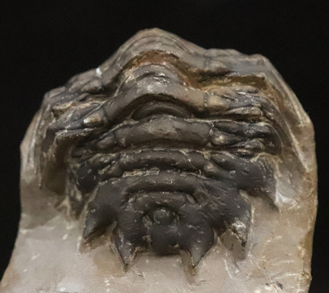 コレクション価値の高いダブル！超特大クロタロセファルス・ギブス（Crotalocephalus gibbus）とファコプス類（Phacopida）の立体的標本（その5）