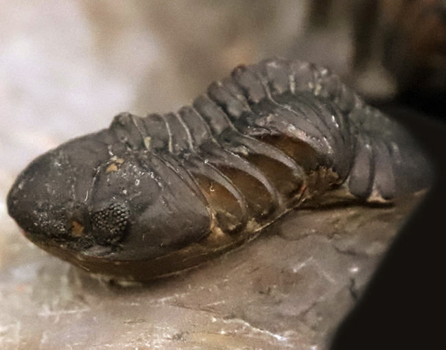 コレクション価値の高いダブル！超特大クロタロセファルス・ギブス（Crotalocephalus gibbus）とファコプス類（Phacopida）の立体的標本（その6）