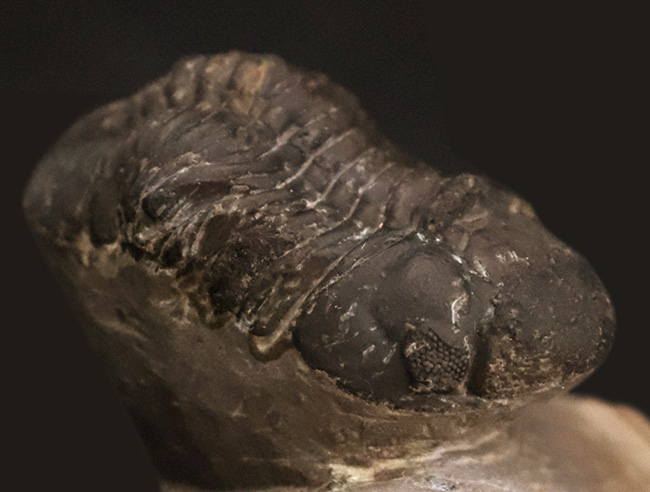 コレクション価値の高いダブル！超特大クロタロセファルス・ギブス（Crotalocephalus gibbus）とファコプス類（Phacopida）の立体的標本（その7）