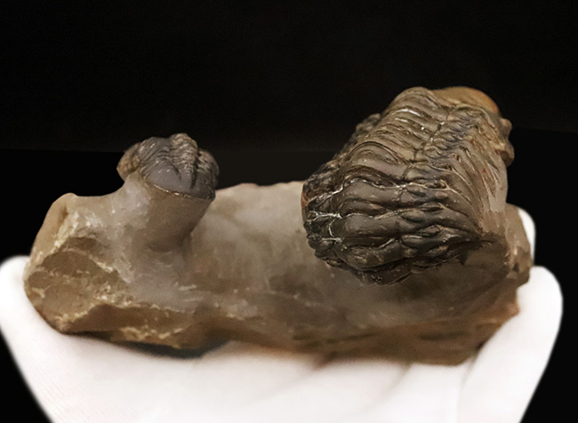 コレクション価値の高いダブル！超特大クロタロセファルス・ギブス（Crotalocephalus gibbus）とファコプス類（Phacopida）の立体的標本（その8）