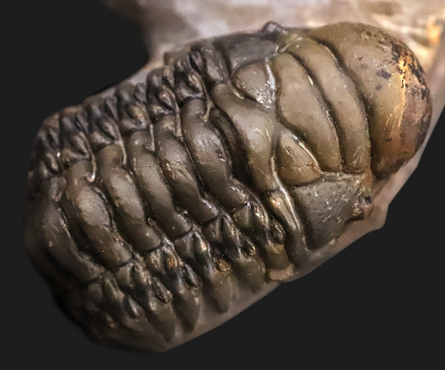 コレクション価値の高いダブル！超特大クロタロセファルス・ギブス（Crotalocephalus gibbus）とファコプス類（Phacopida）の立体的標本（その9）