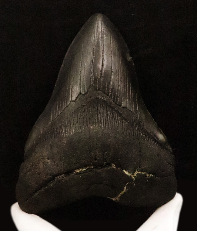 専用特注ケース付き！コレクションのど真ん中に据えていただきたい！18年の社史で最大級……420g超・極厚を誇る巨大メガロドン（Otodus megalodon）歯化石（その1）